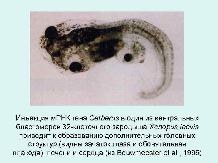 Инъекция м. РНК гена Cerberus в один из вентральных бластомеров 32 -клеточного зародыша Xenopus