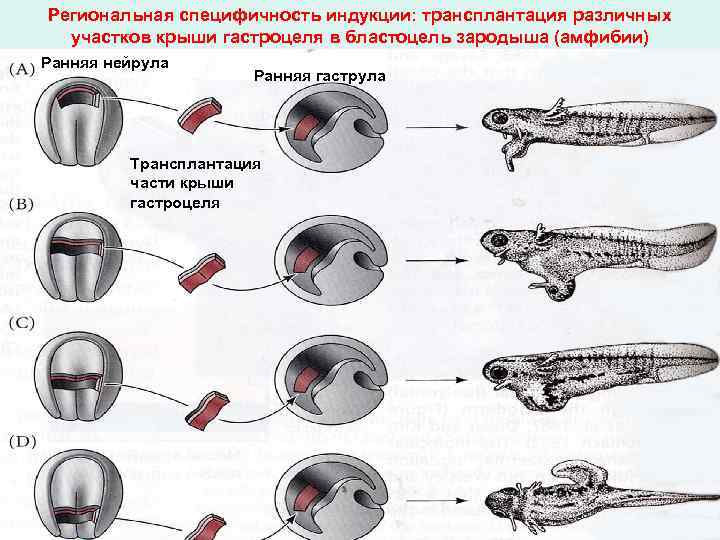 Региональная специфичность индукции: трансплантация различных участков крыши гастроцеля в бластоцель зародыша (амфибии) Ранняя нейрула