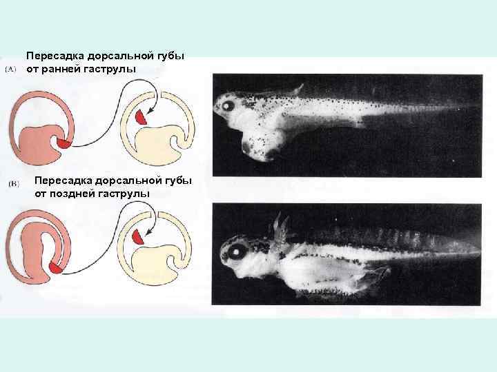 Пересадка дорсальной губы от ранней гаструлы Пересадка дорсальной губы от поздней гаструлы 