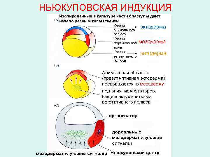 НЬЮКУПОВСКАЯ ИНДУКЦИЯ Изолированные в культуре части бластулы дают начало разным типам тканей Клетки анимального