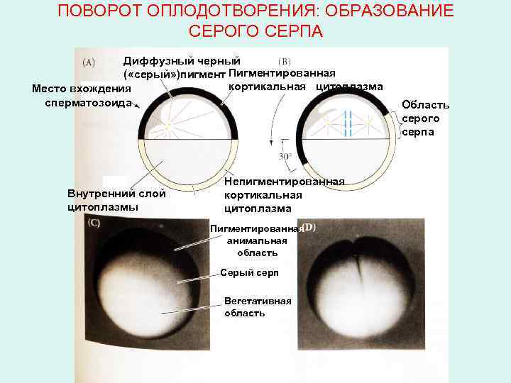 ПОВОРОТ ОПЛОДОТВОРЕНИЯ: ОБРАЗОВАНИЕ СЕРОГО СЕРПА Диффузный черный ( «серый» )пигмент Пигментированная кортикальная цитоплазма Место