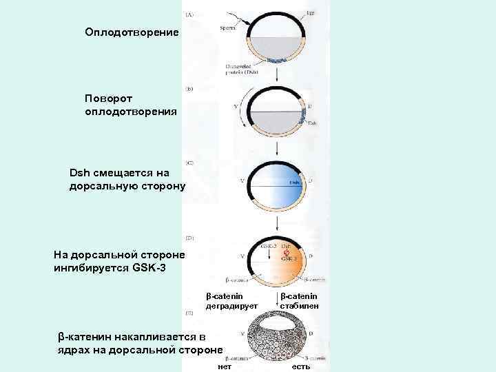Оплодотворение Поворот оплодотворения Dsh смещается на дорсальную сторону На дорсальной стороне ингибируется GSK-3 β-catenin