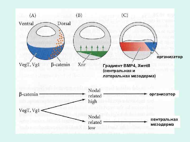 организатор Градиент BMP 4, Xwnt 8 (вентральная и латеральная мезодерма) организатор вентральная мезодерма 