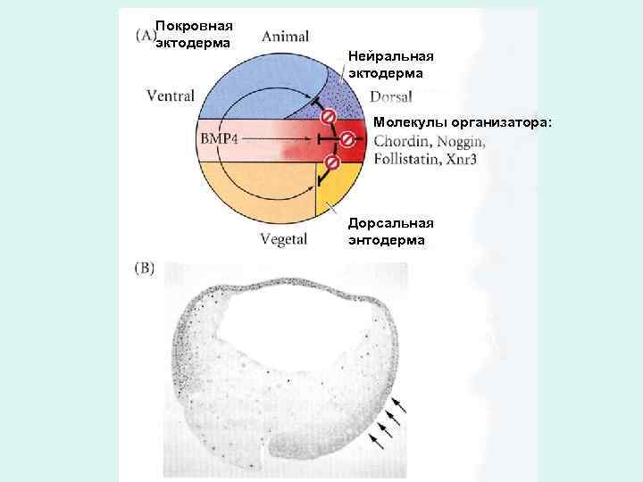 Покровная эктодерма Нейральная эктодерма Молекулы организатора: мезодерма Дорсальная энтодерма 