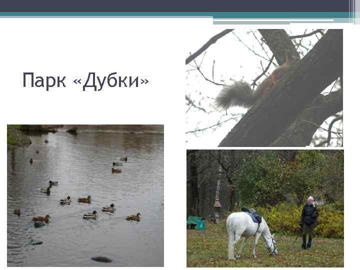 Парк «Дубки» 