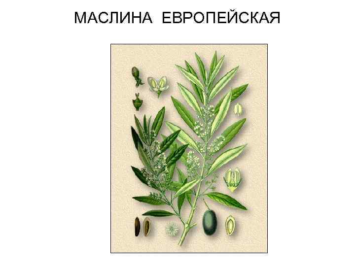 МАСЛИНА ЕВРОПЕЙСКАЯ 