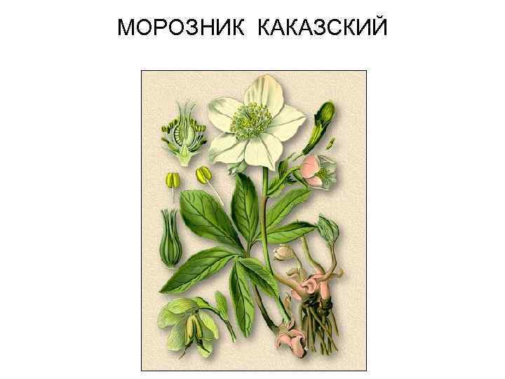 МОРОЗНИК КАКАЗСКИЙ 