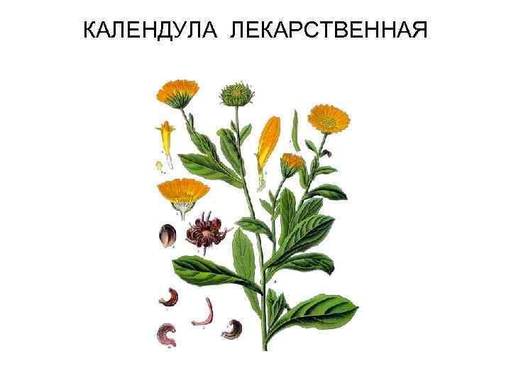 КАЛЕНДУЛА ЛЕКАРСТВЕННАЯ 