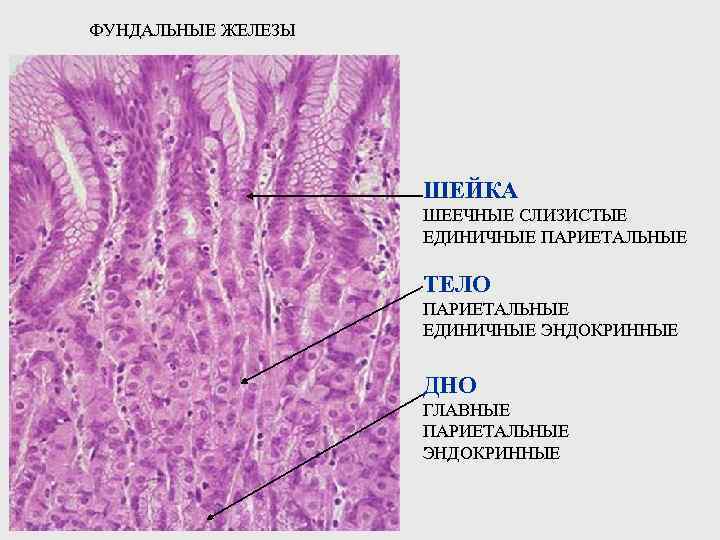 ФУНДАЛЬНЫЕ ЖЕЛЕЗЫ ШЕЙКА ШЕЕЧНЫЕ СЛИЗИСТЫЕ ЕДИНИЧНЫЕ ПАРИЕТАЛЬНЫЕ ТЕЛО ПАРИЕТАЛЬНЫЕ ЕДИНИЧНЫЕ ЭНДОКРИННЫЕ ДНО ГЛАВНЫЕ ПАРИЕТАЛЬНЫЕ
