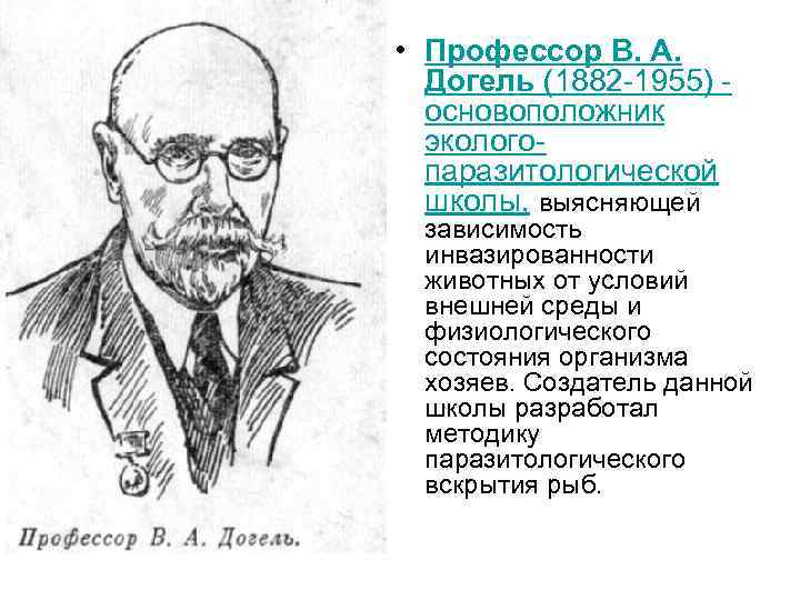  • Профессор В. А. Догель (1882 -1955) основоположник экологопаразитологической школы, выясняющей зависимость инвазированности