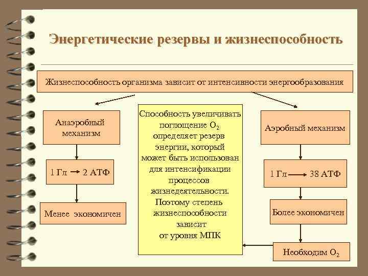 Энергетические резервы и жизнеспособность Жизнеспособность организма зависит от интенсивности энергообразования Анаэробный механизм 1 Гл