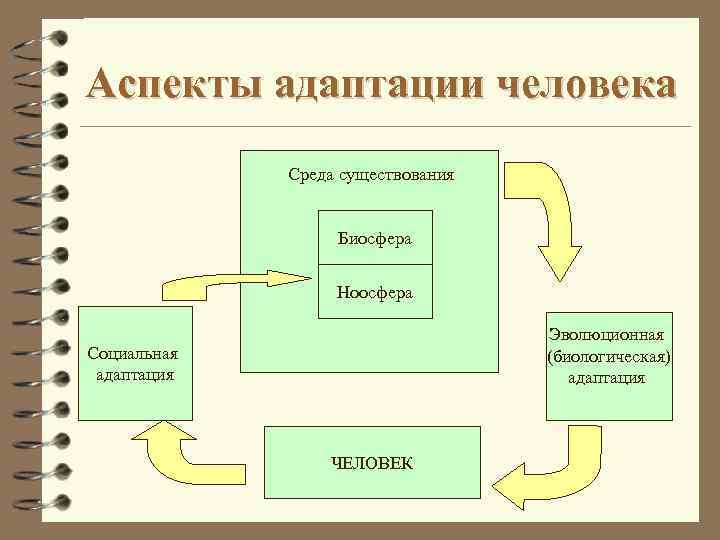 Аспекты адаптации человека Среда существования Биосфера Ноосфера Эволюционная (биологическая) адаптация Социальная адаптация ЧЕЛОВЕК 