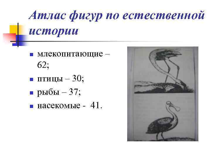 Атлас фигур по естественной истории n n млекопитающие – 62; птицы – 30; рыбы
