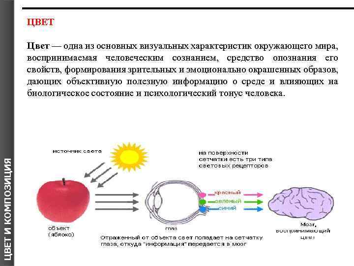 ЦВЕТ И КОМПОЗИЦИЯ Цвет — одна из основных визуальных характеристик окружающего мира, воспринимаемая человеческим