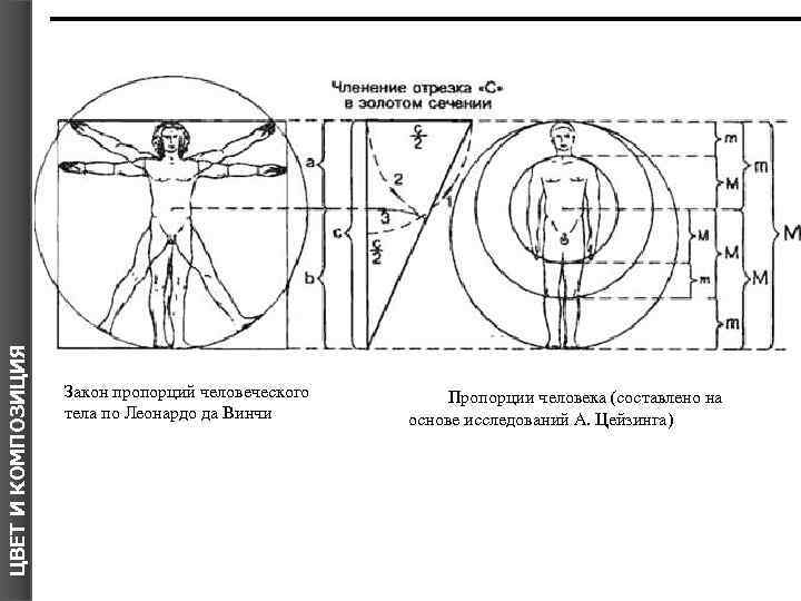 ЦВЕТ И КОМПОЗИЦИЯ Я Закон пропорций человеческого тела по Леонардо да Винчи Пропорции человека