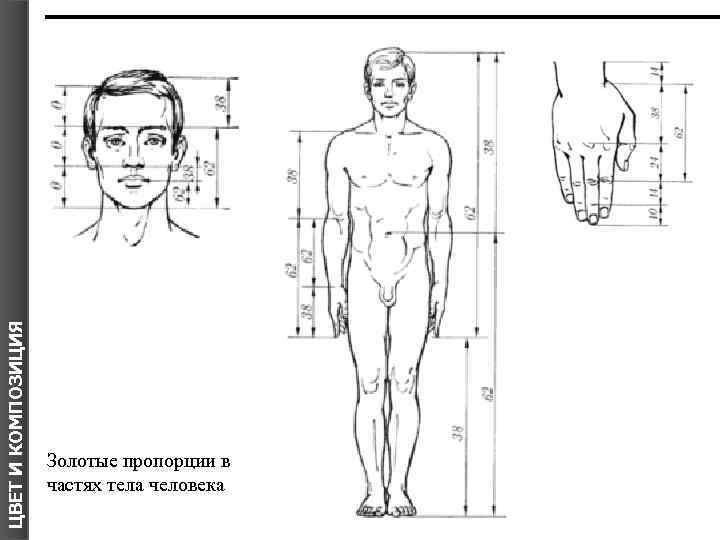 ЦВЕТ И КОМПОЗИЦИЯ Золотые пропорции в частях тела человека 