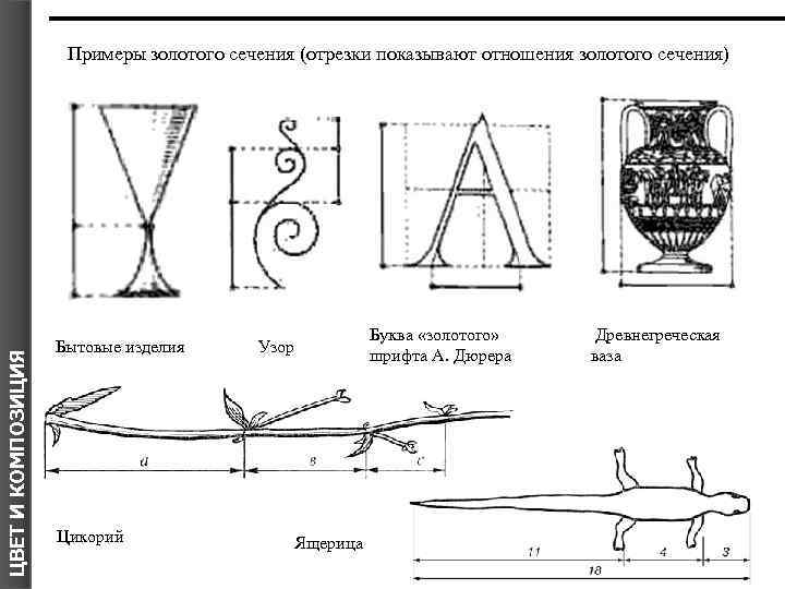 ЦВЕТ И КОМПОЗИЦИЯ Примеры золотого сечения (отрезки показывают отношения золотого сечения) Бытовые изделия Цикорий