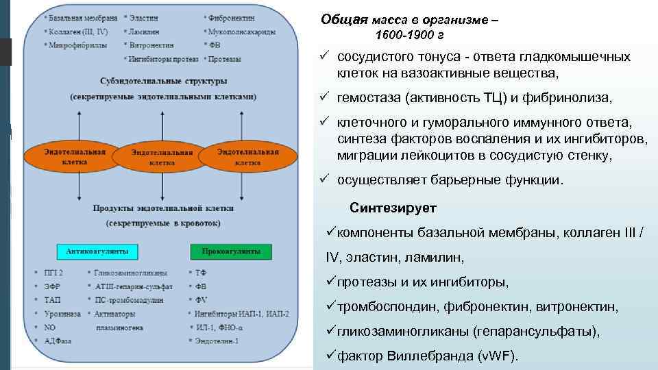 Общая масса в организме – 1600 -1900 г ü сосудистого тонуса - ответа гладкомышечных