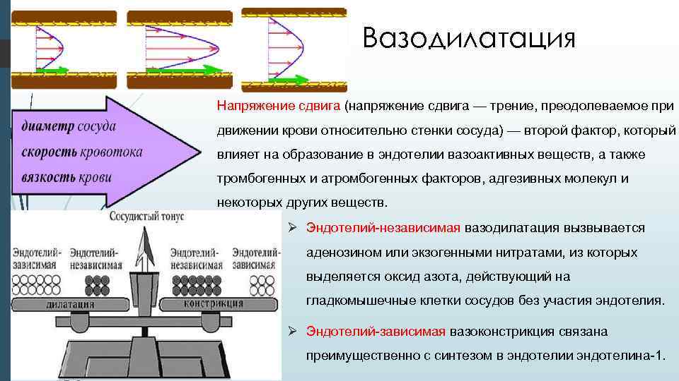 Вазодилатация Напряжение сдвига (напряжение сдвига — трение, преодолеваемое при движении крови относительно стенки сосуда)