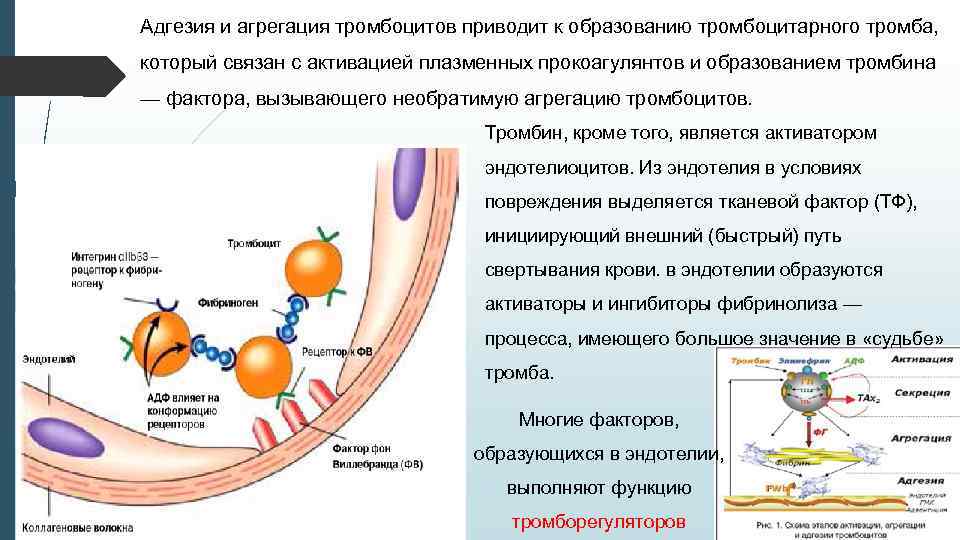 Адгезия и агрегация тромбоцитов приводит к образованию тромбоцитарного тромба, который связан с активацией плазменных