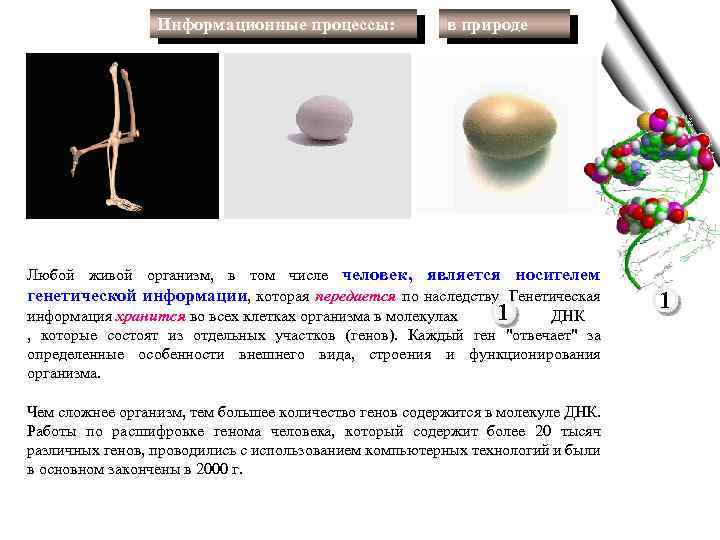 Информационные процессы: в природе Любой живой организм, в том числе человек, является носителем генетической