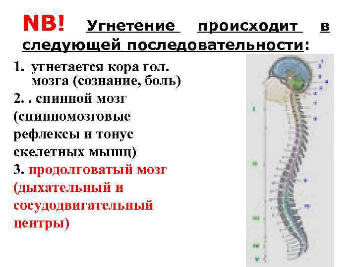 NB! Угнетение происходит в следующей последовательности: 1. угнетается кора гол. мозга (сознание, боль) 2.