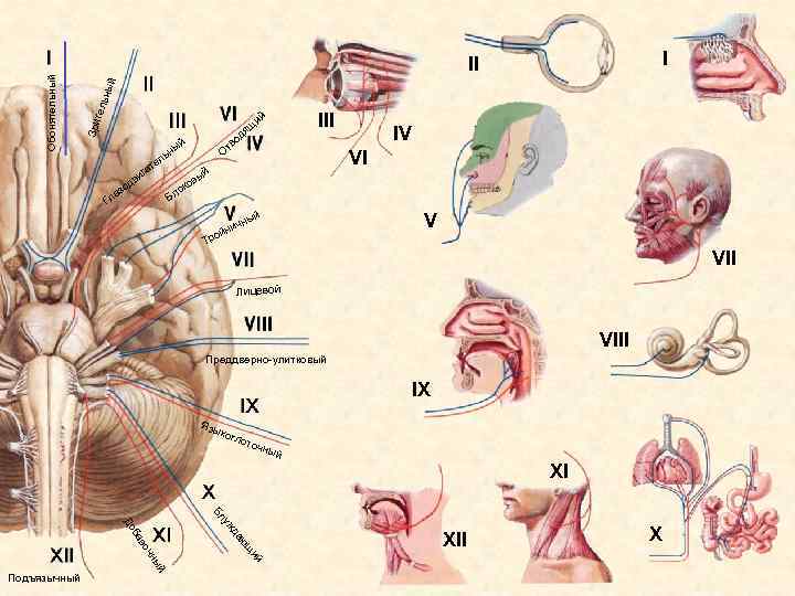 ный ель III ий Зри т Обонятельный I II й ны тв ви д