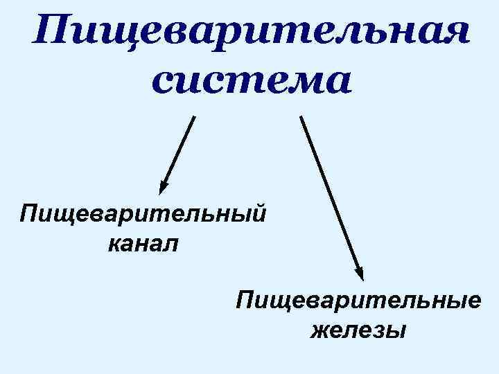 Пищеварительная система Пищеварительный канал Пищеварительные железы 
