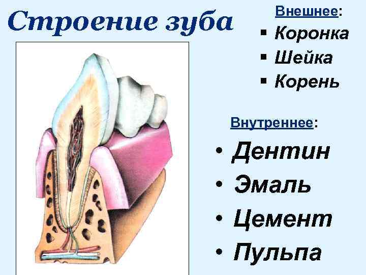 Части внешнего строения зуба. Строение зуба. Внешнее строение зуба. Строение коронок зубов.