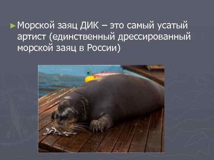 ► Морской заяц ДИК – это самый усатый артист (единственный дрессированный морской заяц в