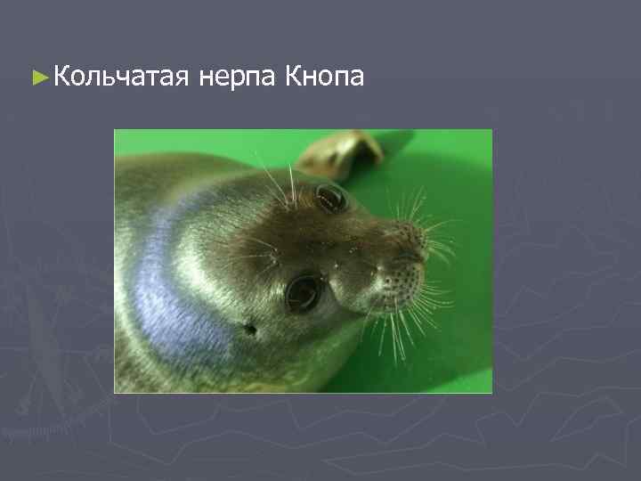 ► Кольчатая нерпа Кнопа 