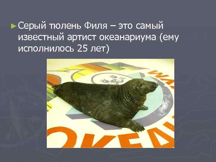 ► Серый тюлень Филя – это самый известный артист океанариума (ему исполнилось 25 лет)
