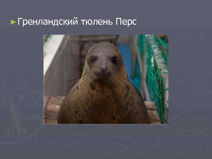 ► Гренландский тюлень Перс 