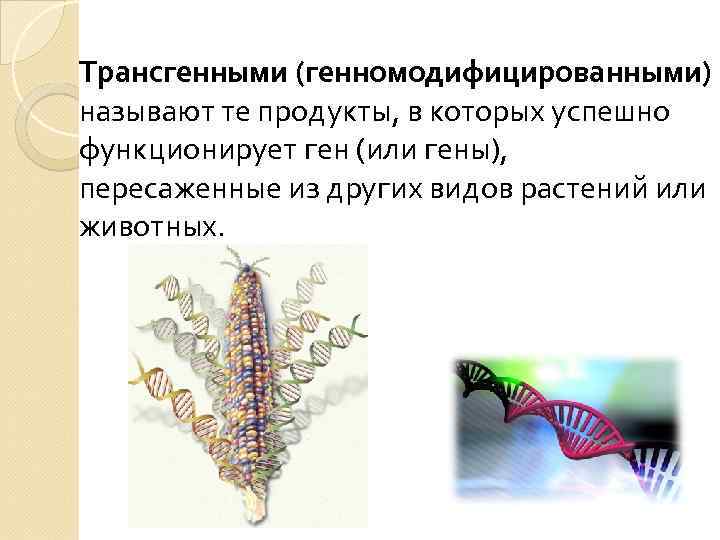 Трансгенными (генномодифицированными) называют те продукты, в которых успешно функционирует ген (или гены), пересаженные из