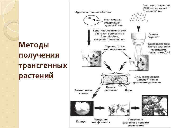 Методы получения трансгенных растений 