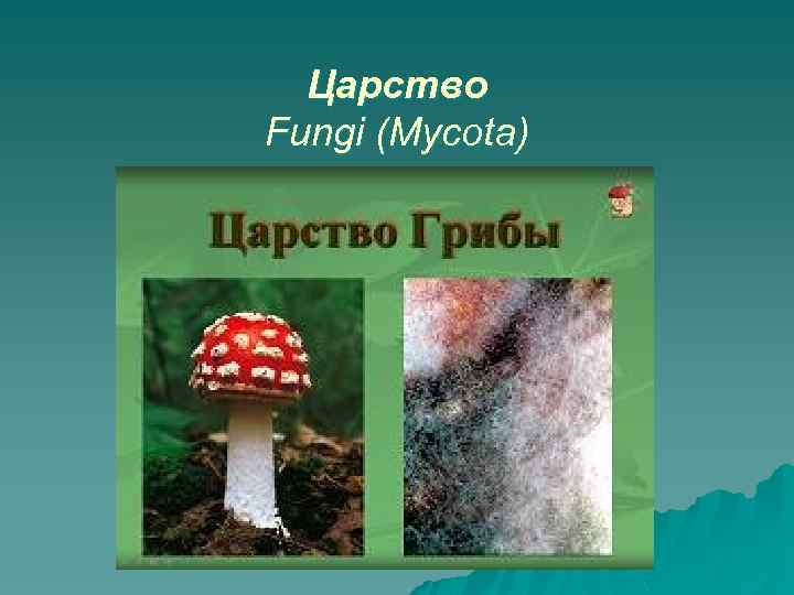 Царство Fungi (Mycota) 