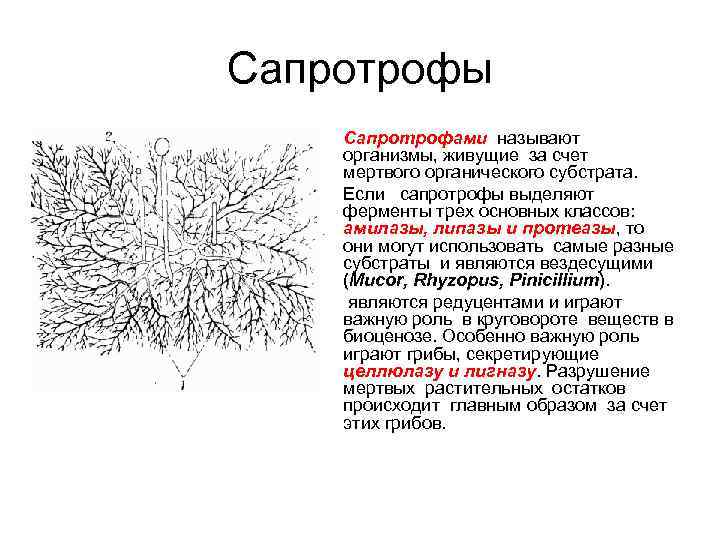 Грибы сапротрофы это