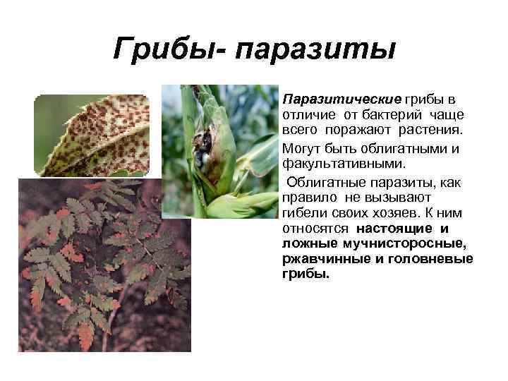 Грибы- паразиты • Паразитические грибы в отличие от бактерий чаще всего поражают растения. •