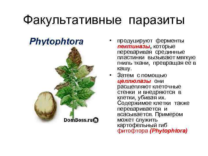Факультативные паразиты Phytophtora • продуцируют ферменты пектиназы, которые переваривая срединные пластинки вызывают мягкую гниль