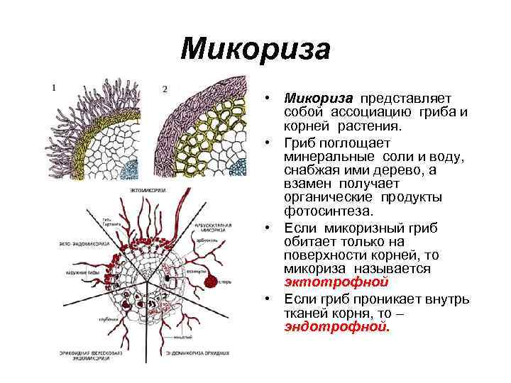 Микориза • Микориза представляет собой ассоциацию гриба и корней растения. • Гриб поглощает минеральные