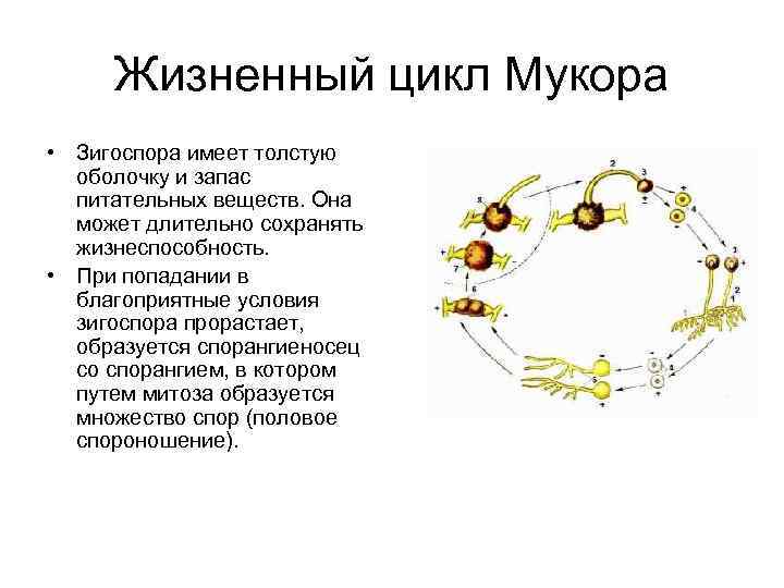 Жизненный цикл Мукора • Зигоспора имеет толстую оболочку и запас питательных веществ. Она может
