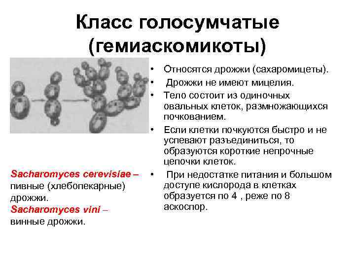 Класс голосумчатые (гемиаскомикоты) Sacharomyces cerevisiae – пивные (хлебопекарные) дрожжи. Sacharomyces vini – винные дрожжи.