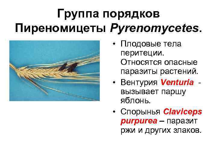 Группа порядков Пиреномицеты Pyrenomycetes. • Плодовые тела перитеции. Относятся опасные паразиты растений. • Вентурия
