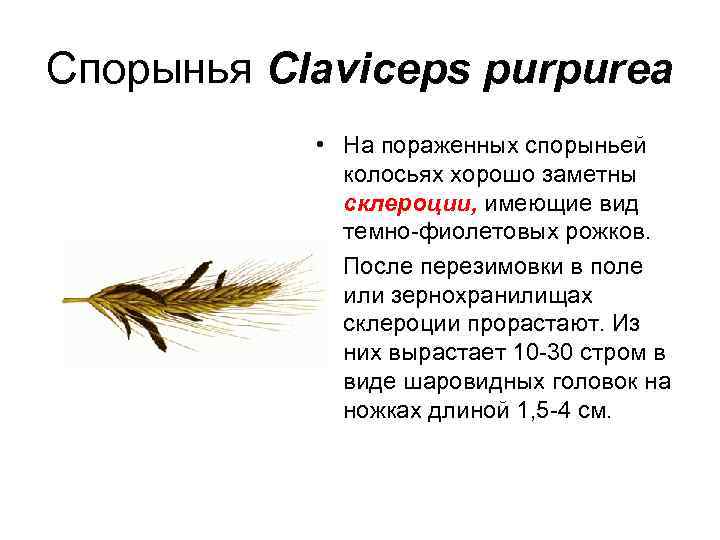 Спорынья Claviceps purpurea • На пораженных спорыньей колосьях хорошо заметны склероции, имеющие вид темно-фиолетовых