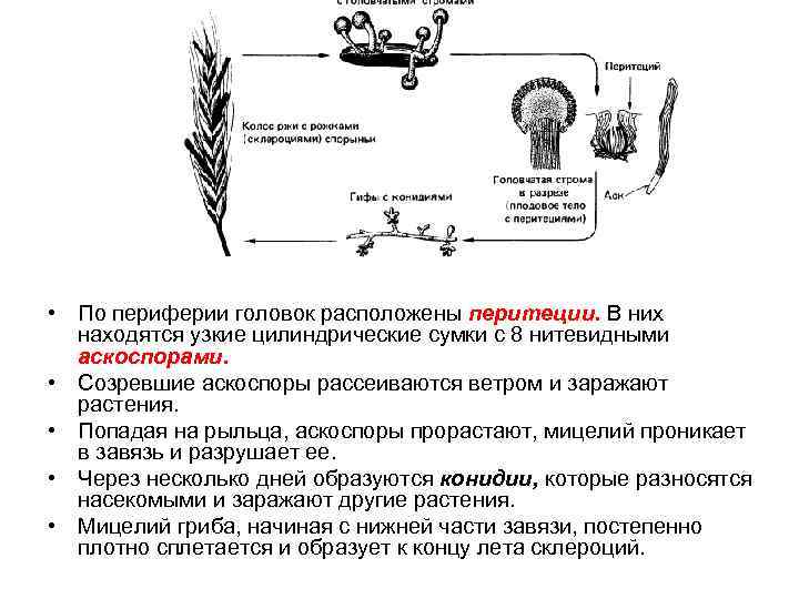  • По периферии головок расположены перитеции. В них находятся узкие цилиндрические сумки с