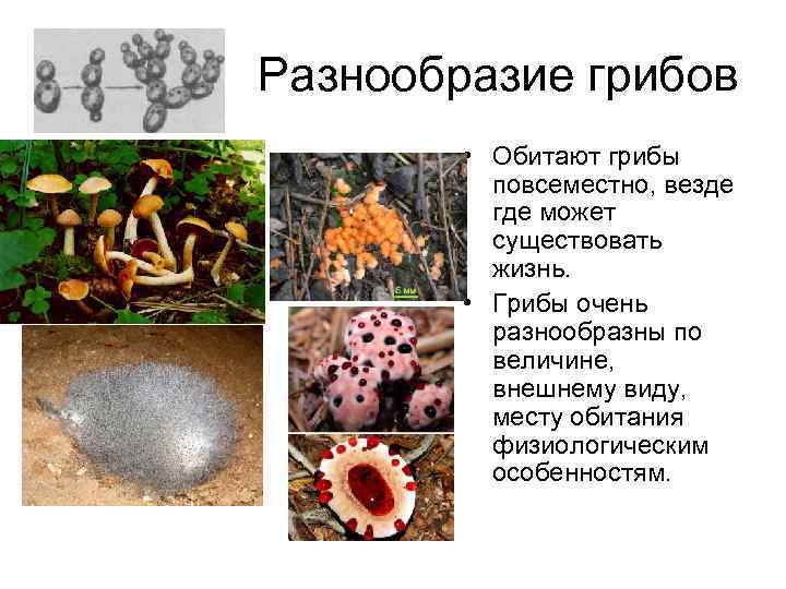 Разнообразие грибов • Обитают грибы повсеместно, везде где может существовать жизнь. • Грибы очень