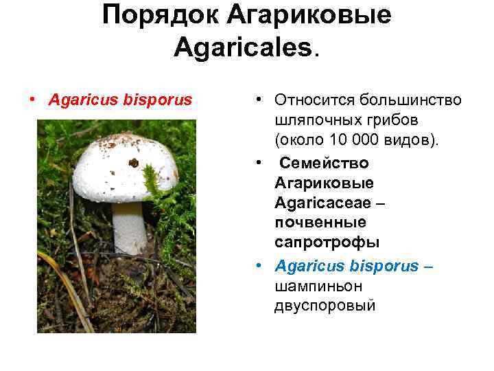 Порядок Агариковые Agaricales. • Agaricus bisporus • Относится большинство шляпочных грибов (около 10 000