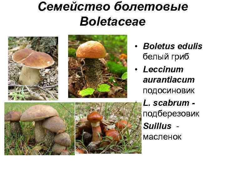 Семейство болетовые Boletaceae • Boletus edulis белый гриб • Leccinum aurantiacum подосиновик • L.