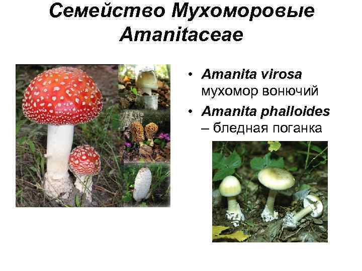 Семейство Мухоморовые Amanitaceae • Amanita virosa мухомор вонючий • Amanita phalloides – бледная поганка