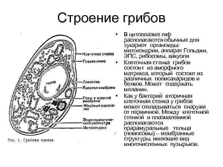 Строение грибов • • • В цитоплазме гиф располагаются обычные для эукариот органоиды: митохондрии,